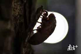 惊艳一幕！46秒带你见证金蝉脱壳全过程图片