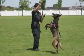 看警犬“上天入地” 探营上海公安警犬基地视频封面