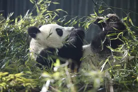 QQ天团复出、大熊猫吃播、亚洲象训练……上海动物园推出4条动物特色游路线图片