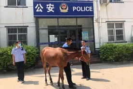 骏马“越狱”竟在街上狂奔 民警驯服后归还失主图片