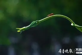 树叶上勤劳的小蚂蚁图片