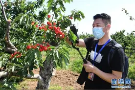 北京：2020年海淀区第二十届樱桃文化节开幕图片