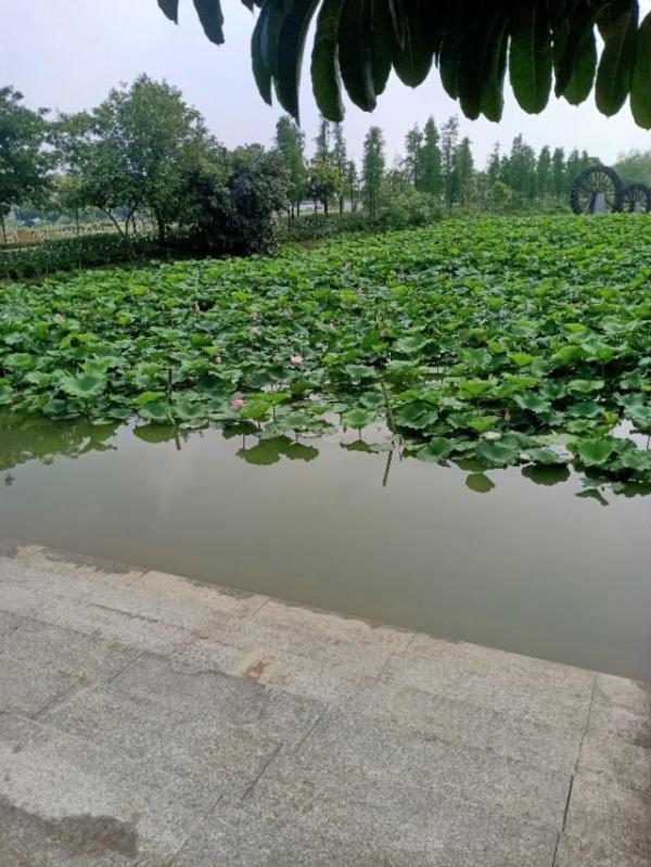 夏日如火的天气，优雅清爽的避暑公园