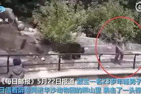 迷惑行为！波兰男子解封后去动物园跟母熊打架，网友：熊怎么他了？图片