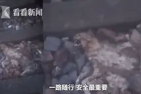看到铁轨上被轧死的狗 男子拍警示视频！下一秒遭火车碾压身亡……图片