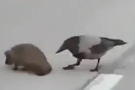 现实版童话世界？乌鸦上嘴督促慢性子刺猬过马路，网友：幸亏不是树懒图片