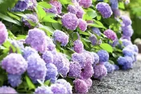 属于临平山的绣球花季来啦！3000㎡、90多个品种，浪漫、梦幻、壮观，看一眼就沦陷……图片