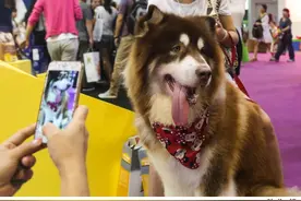 宠物伤人谁担责？遛狗不栓绳就不能免责！关注民法典草案图片