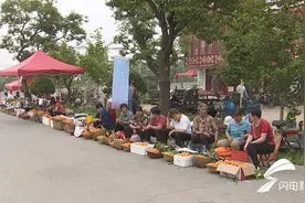 滨州邹平：“杏好有你，杏会邹平”张高水杏采摘节开幕了图片