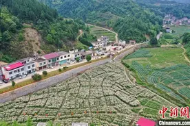 航拍江西万载百合花盛开 助力农民脱贫致富图片