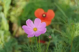 虞美人、矢车菊、花菱草、波斯菊好美啊，小时新闻再送一波珍藏花海图片