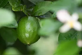 果香、无籽、功效多，三水产出的香水柠檬能成精？图片