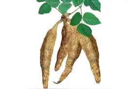 葛之覃兮施中谷，根如白茹性平和图片