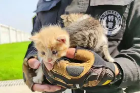 小奶猫陪特警小哥哥训练怎么回事 照片流出萌化一片网友图片