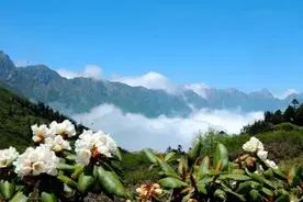 五月，与雷古山杜鹃花海来一场浪漫之约吧图片