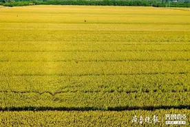 麦浪滚滚金光闪闪，丰收在望图片