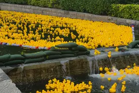 “小黄鸭水上跑西马”圆满完赛！万只小黄鸭掀起夏日黄色风暴图片