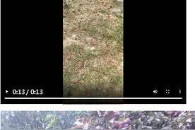 紧急提醒！海宁街头随处可见这酱紫色果子，有人想采来泡酒，权威回应……图片