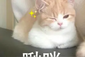 赵丽颖冯绍峰散个步都在撒糖，明星cp哪家甜图片