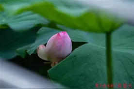 沙湖的荷花开了，荷塘里蛙声一片图片