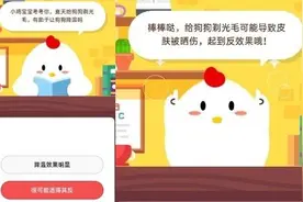 夏天给狗狗剃光毛有助于让狗狗降温吗 蚂蚁庄园5月25日今日答案图片