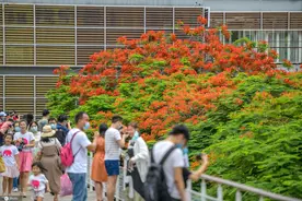 深圳凤凰花怒放 引市民游客争相“打卡”图片
