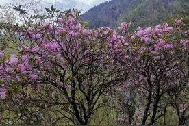 中国野外发现灭绝植物：百年罕见 数量仅一株图片