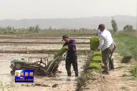 乌江镇采取积极措施做靓“乌江贡米”
