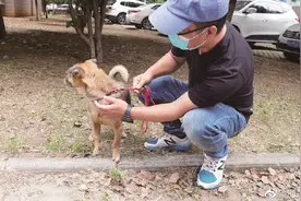 主人离世后狗狗痴守医院3个多月 武汉“忠犬八公”成网红 目前已有爱心人士申请领养图片