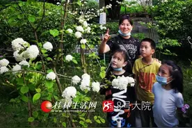 白色、粉色、紫色、红色！仿佛多彩绣球……西山公园1200多株绣球花正热闹盛开图片