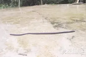 平和茶园雨后现1米长蚯蚓图片
