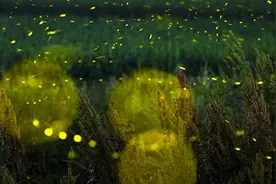 太浪漫了！流萤舞动在双峰初夏之夜图片