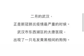 主人因病去世，“忠犬八公”在医院痴守3个多月……结局和八公不一样图片