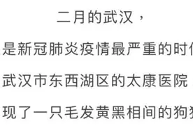 主人因病去世，“忠犬八公”在医院痴守3个多月……结局和八公不一样图片