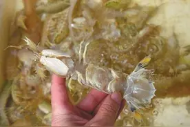 网传皮皮虾注胶增重吃不得 专家：那是虾黄和虾膏图片