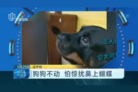 狗狗不动  怕惊扰鼻上蝴蝶视频封面