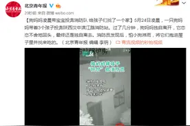 狗妈妈凌晨带宝宝投奔消防队 给孩子们找了一个家图片