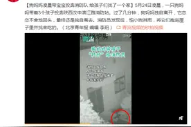 狗妈妈凌晨带宝宝投奔消防队 给孩子们找了一个家图片