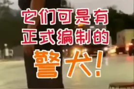 哈士奇当警犬是怎样的体验？把特警队拆了，训练员训一个跑一个图片