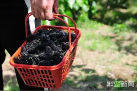 莱西草化山的桑葚熟了，还有滑草、骑马等娱乐项目等你来图片