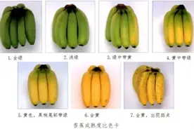 黄香蕉、绿香蕉、红香蕉，香蕉到底怎么挑？图片