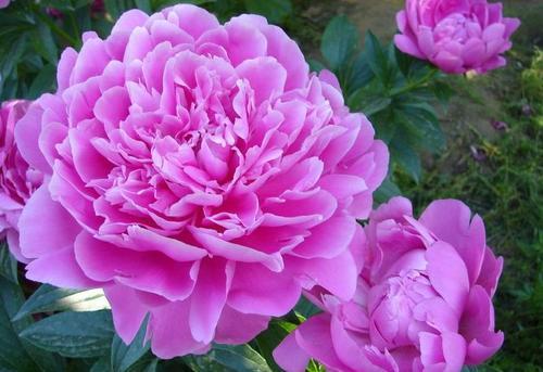 重生细胞破解版无邪客栈（时髦老头养花说花花的小知识）