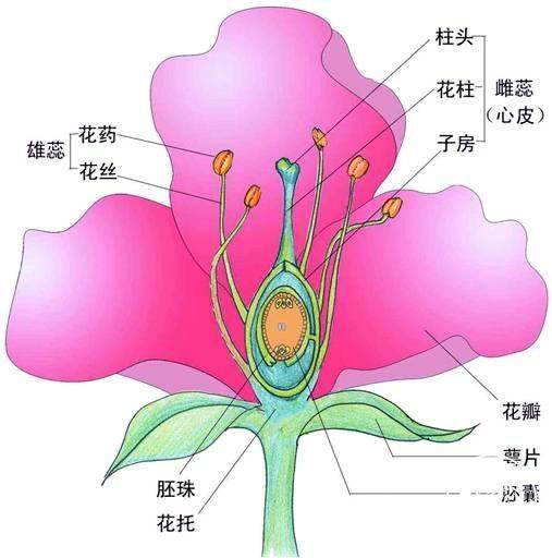 时髦老头养花说花——花的小知识