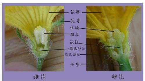 时髦老头养花说花——花的小知识