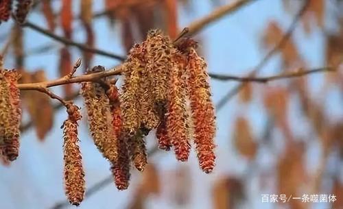 时髦老头养花说花——花的小知识