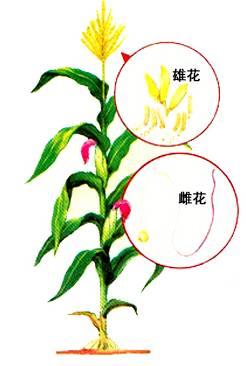 时髦老头养花说花——花的小知识
