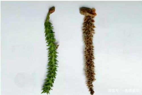 时髦老头养花说花——花的小知识