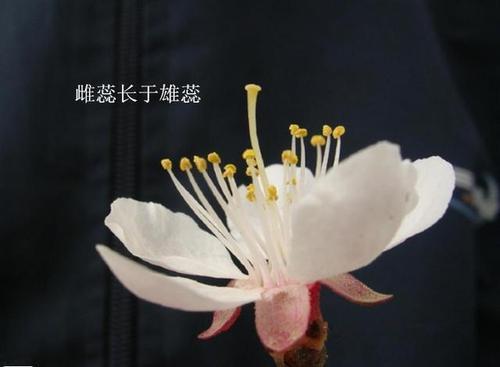 时髦老头养花说花——花的小知识