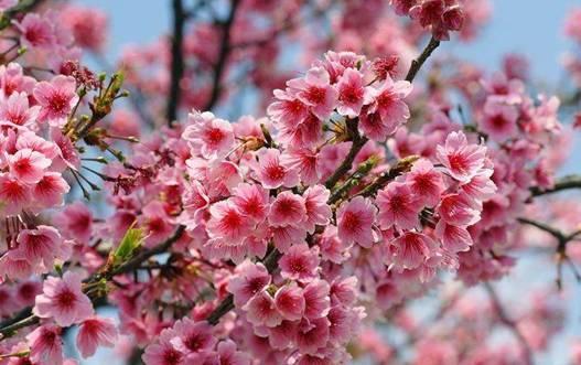 时髦老头养花说花——花的小知识