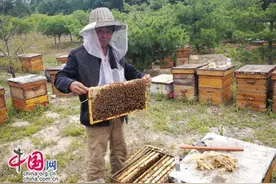 世界蜜蜂日的呼唤：养蜂业后继乏人 亟待政策扶持图片